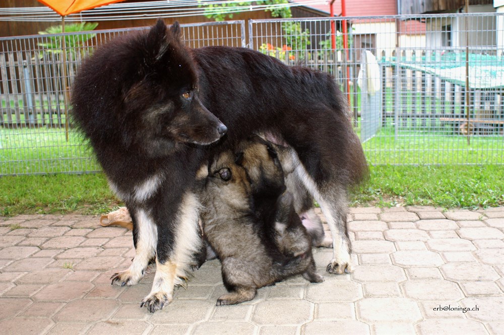 Mama Esta mit dem Y-Wurf