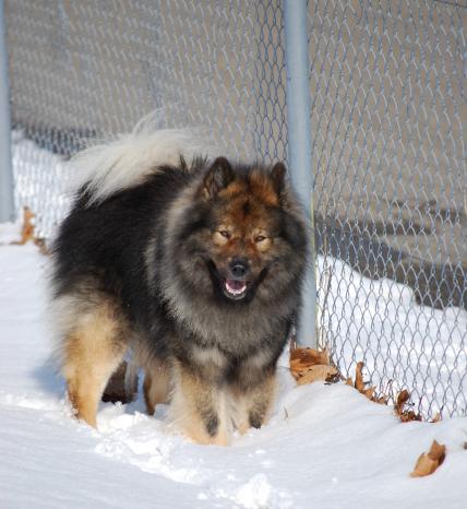 Yaro liebte den Schnee