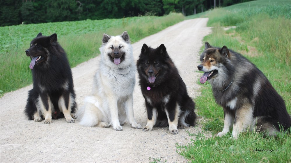 Besuch in Loninga mit Yanosch, Simba und Esta