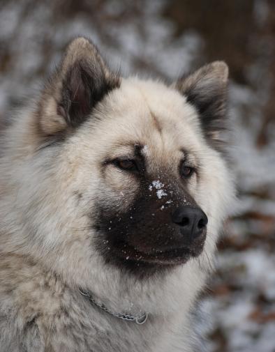 Winter und Schnee, waren ihr Element