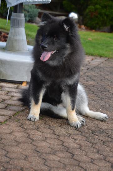 Acira