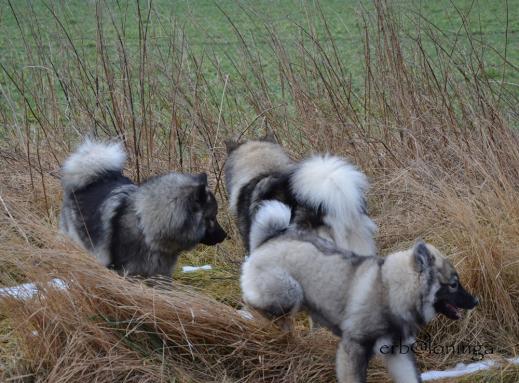unterwegs dürfen die Hunde laufen