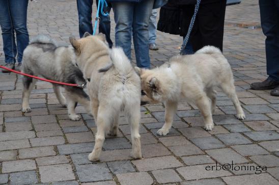 die kleinen Eurasier finden sich immer wieder....