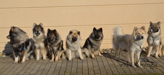 jetzt sind es 7 Traventhaler (Ulven, Sanny, Velvet, Simba, Vega, Yelva und Xamie)