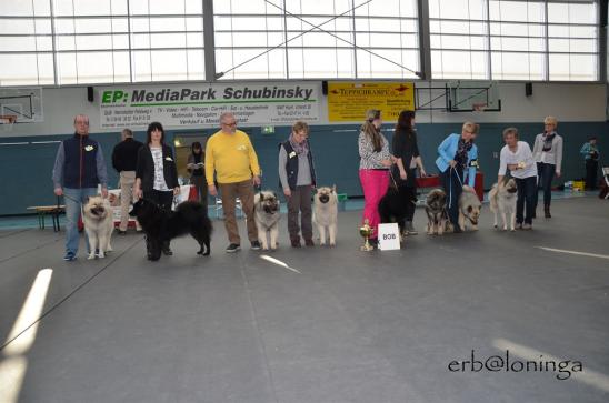 Alle diese Hunde standen auf dem 1. Platz bei Ihrer Klasse - Eyko vom Falkensee macht den BOB - herzliche Gratulation