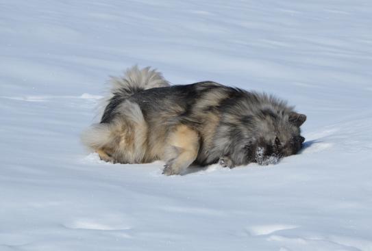 nochmals ein Wälzer im Schnee