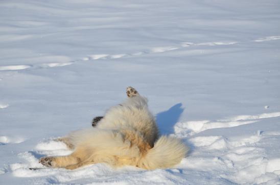 Auch Simba geniesst's im Schnee