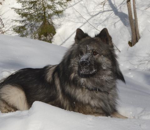 Schneenase Anila