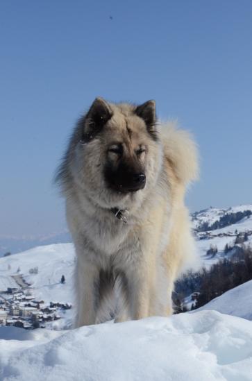 Simba immer noch so fit und schön, mit 11-einhalb Jahren