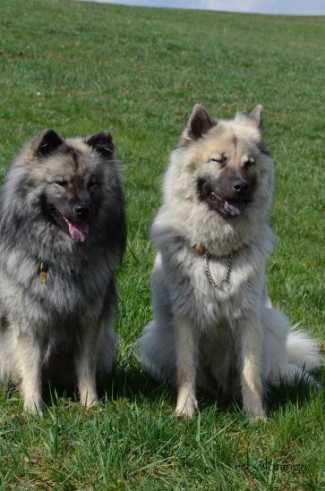 Anila und Simba