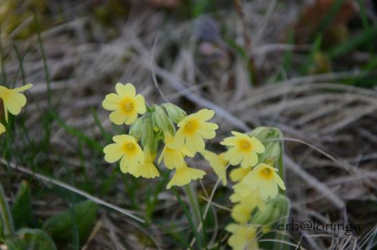 Schlüsselblumen