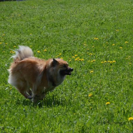 schnell unterweg ist Aika