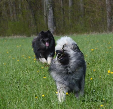 Mama hat ein Stöckchen - das will ich jetzt aber...