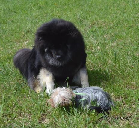 Akira und ein kleiner Yorkshire Terrier, der sich sichtlich wohl fühlt unter Eurasiern