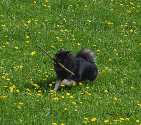 Spielen und rennen....