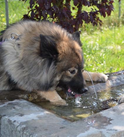 schon wieder Durst
