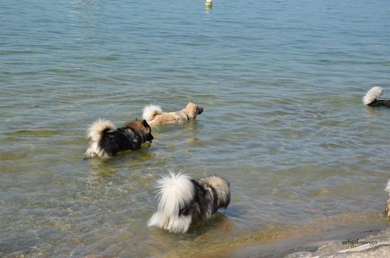 Abkühlung im See
