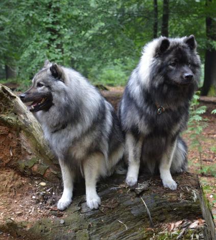 Anila und Akkimo