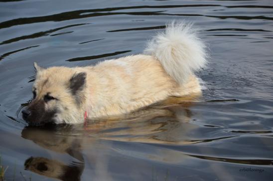 und Simba schwimmt eine Runde