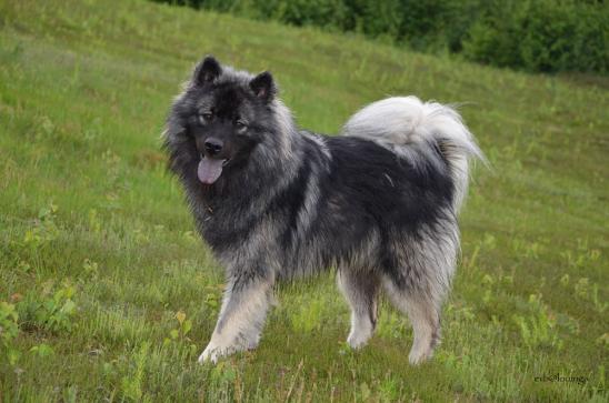 Akkimo