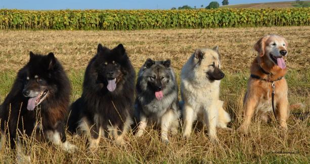 von links Ximbo, Yeno, Anila, Simba und Merlin