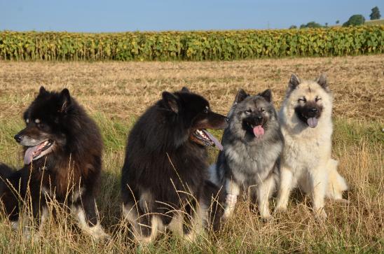 alles Eurasier