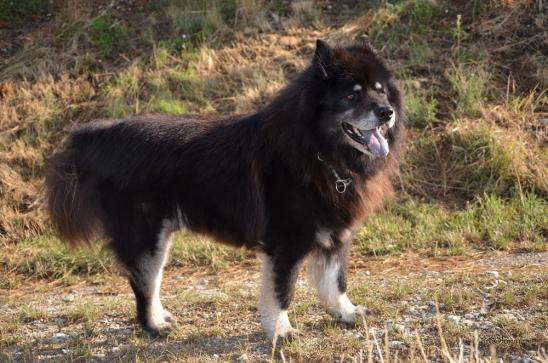 Ximbo immer noch gut unterwegs mit seinen 13 Jahren