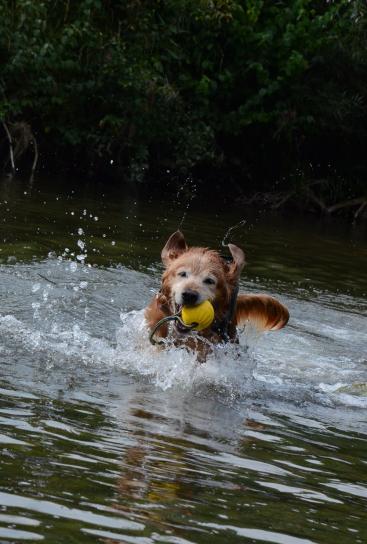 unermüdlich - kein Eurasier