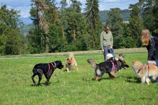 endlich - Leinen los... schade, die Fotografin hat schlecht eingestellt....oder die Hunde waren zu schnell....