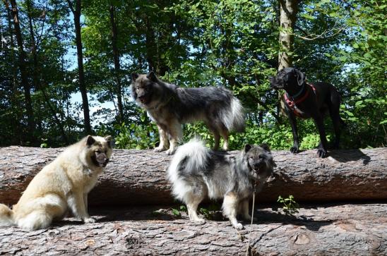 schön war's... Simba, Anila Gamine und Gin hatten Spass...
