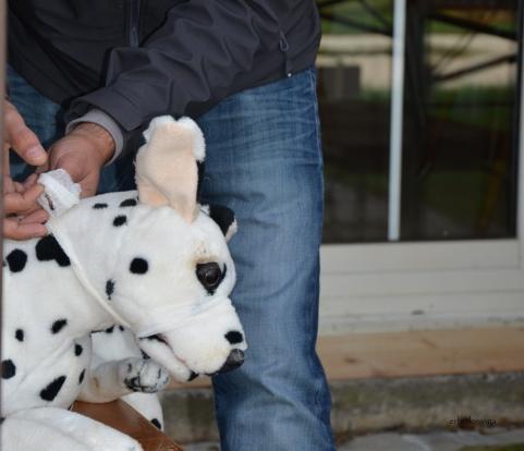 Maulschlinge anziehen - am Stoffhund