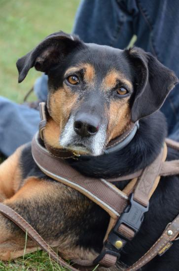 verschiedene Hunde haben das NHB absolviert