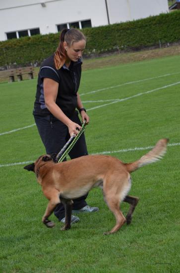 Spielen mit Hund und ausgeben