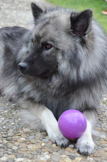 Mama spielt mit den Welpen