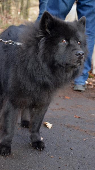 Zenzi von Loninga wird im April auch schon 12 Jahre alt