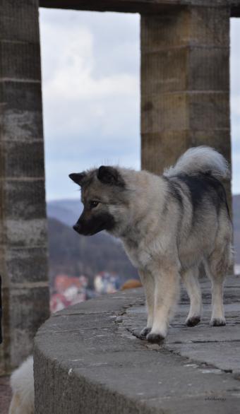 Kurzhaar - Eurasier Anila