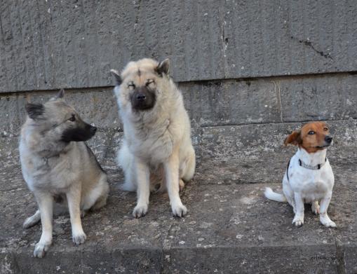 Anila, Simba und Aysha vom Winde verweht....