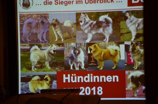 die 10 erfolgreichsten Hündinnen