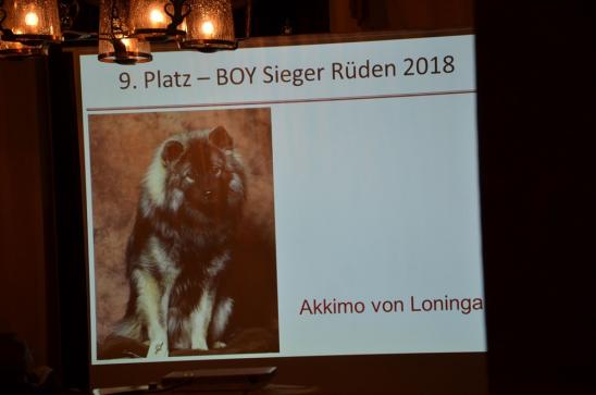 Akkimo bei den Rüden