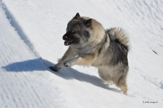 immer in Bewegung im Schnee 