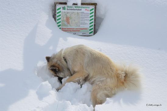 und sie liebt es im tiefen Schnee zu wälzen