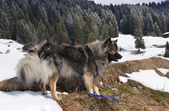 Gamine liebt es auf den Höhen und Steinen