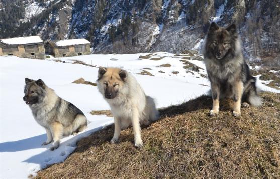 von links: Anila , Simba , Gamine