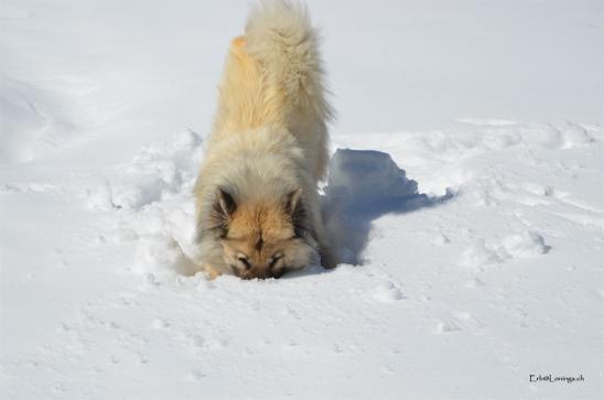 auch Simba sucht Mäuse....