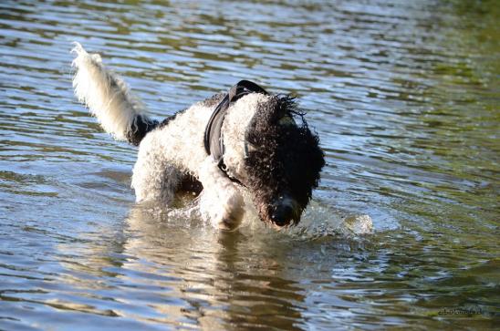 Kenzo liebt das Wasser - er ist ja auch ein portugiesischer Wasserhund