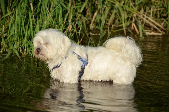 Kiwie kommt ganz mutig ins Wasser, und ist zudem noch fotogen!