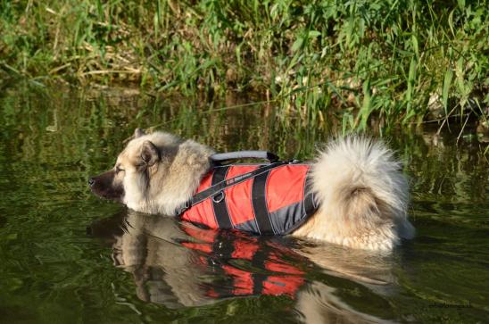 Simba schwimmt mit Weste