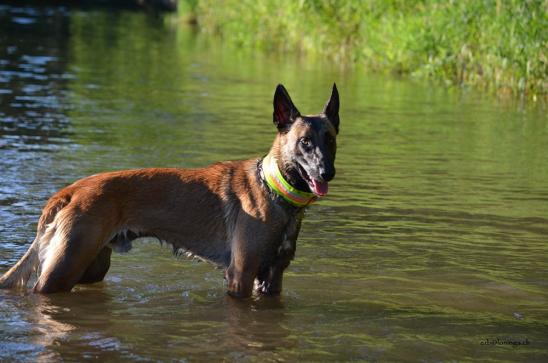 Phoenix wartet bis der Ball fliegt....