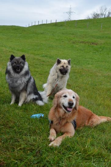 Anila, Simba und Ferienhund Merlin