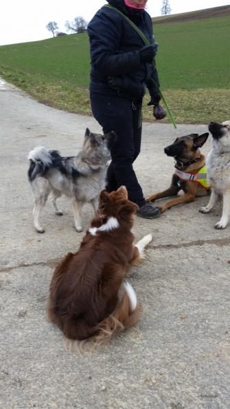 Anila, Simba, Coira und Phoenix